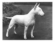 Peligro: perro que observa ¡y piensa!