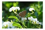 Esta película es más volátil e intrascendente que una simple mariposa